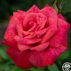 Heirloom Roses Cinnamon Dolce™ Outlet
