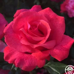 Heirloom Roses Cinnamon Dolce™ Outlet