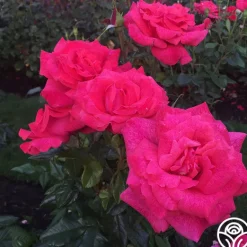 Heirloom Roses Cinnamon Dolce™ Outlet