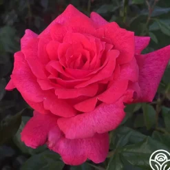 Heirloom Roses Cinnamon Dolce™ Outlet
