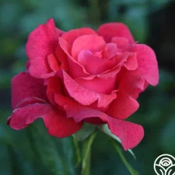 Heirloom Roses Cinnamon Dolce™ Outlet