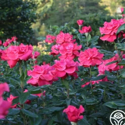 Heirloom Roses Cinnamon Dolce™ Outlet
