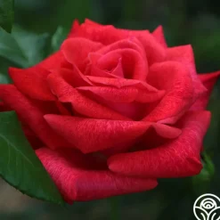 Heirloom Roses Cinnamon Dolce™ Outlet