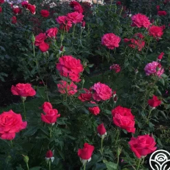 Heirloom Roses Cinnamon Dolce™ Outlet