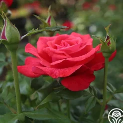 Heirloom Roses Cinnamon Dolce™ Outlet