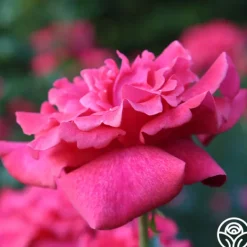 Heirloom Roses Cinnamon Dolce™ Outlet