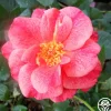 Heirloom Roses Cinnamon Spice Best