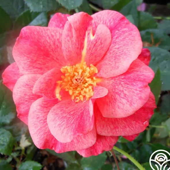 Heirloom Roses Cinnamon Spice Best