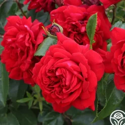 Heirloom Roses Citiscape® Bordeaux™ Online