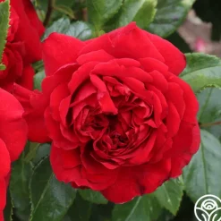 Heirloom Roses Citiscape® Bordeaux™ Online