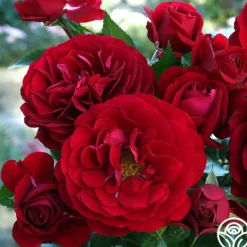 Heirloom Roses Citiscape® Bordeaux™ Online