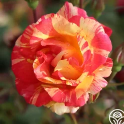 Heirloom Roses Citrus Splash™ Clearance