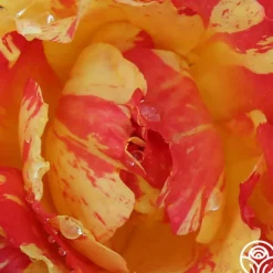 Heirloom Roses Citrus Splash™ Clearance