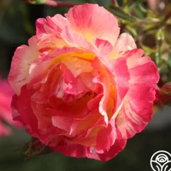 Heirloom Roses Citrus Splash™ Clearance