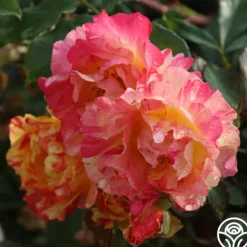 Heirloom Roses Citrus Splash™ Clearance