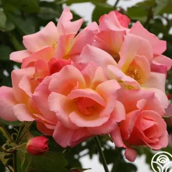 Heirloom Roses City Girl™