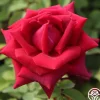 Heirloom Roses CL Crimson Glory Clearance
