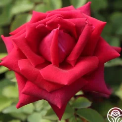 Heirloom Roses CL Crimson Glory Clearance