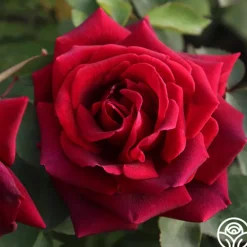 Heirloom Roses CL Crimson Glory Clearance