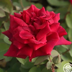 Heirloom Roses CL Crimson Glory Clearance