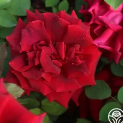 Heirloom Roses CL Crimson Glory Clearance
