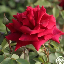 Heirloom Roses CL Crimson Glory Clearance