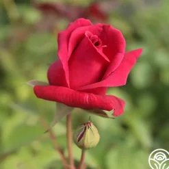 Heirloom Roses CL Crimson Glory Clearance