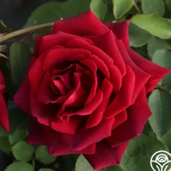 Heirloom Roses CL Crimson Glory Clearance