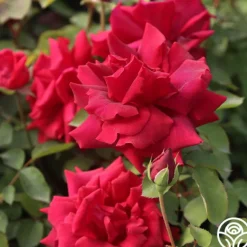 Heirloom Roses CL Crimson Glory Clearance