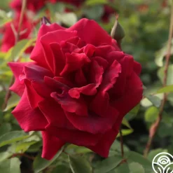 Heirloom Roses CL Crimson Glory Clearance