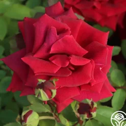 Heirloom Roses CL Crimson Glory Clearance