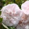 Heirloom Roses CL Devoniensis Clearance
