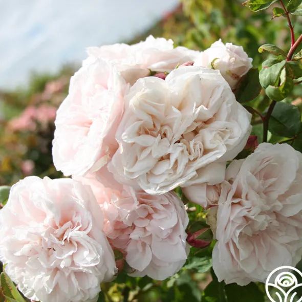 Heirloom Roses CL Devoniensis Clearance