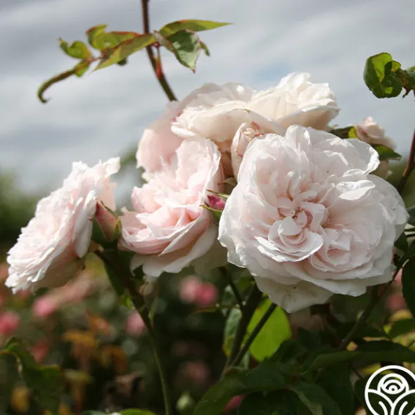 Heirloom Roses CL Devoniensis Clearance