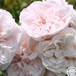 Heirloom Roses CL Devoniensis Clearance