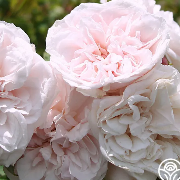 Heirloom Roses CL Devoniensis Clearance