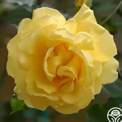 Heirloom Roses CL Gold Badge New