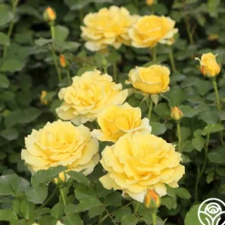 Heirloom Roses CL Gold Badge New