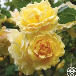 Heirloom Roses CL Gold Badge New