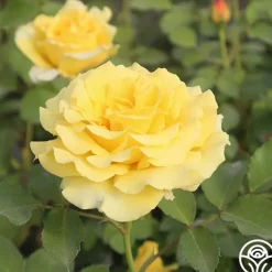 Heirloom Roses CL Gold Badge New