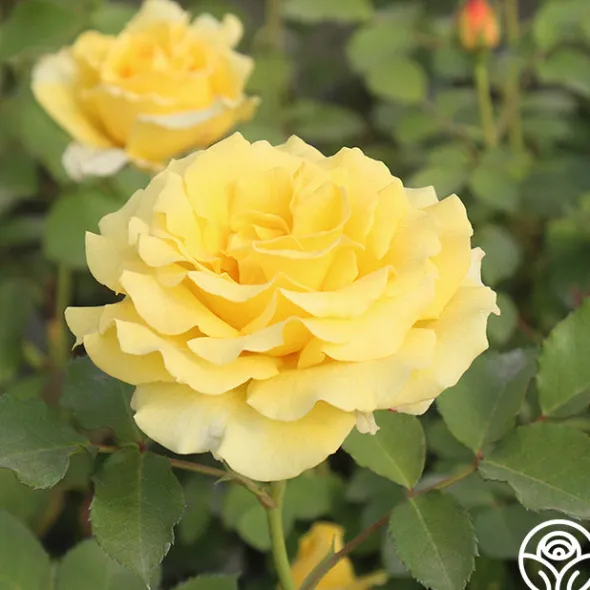 Heirloom Roses CL Gold Badge New