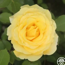 Heirloom Roses CL Gold Badge New