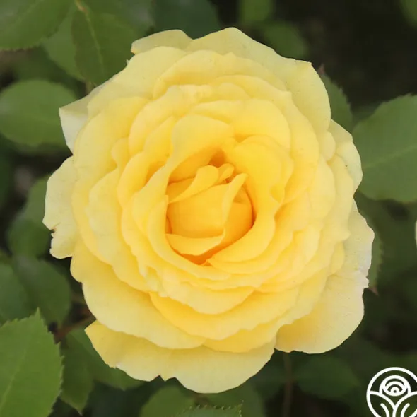 Heirloom Roses CL Gold Badge New