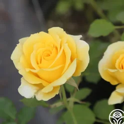 Heirloom Roses CL Gold Badge New
