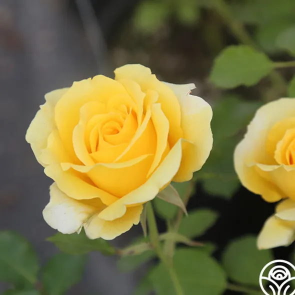 Heirloom Roses CL Gold Badge New