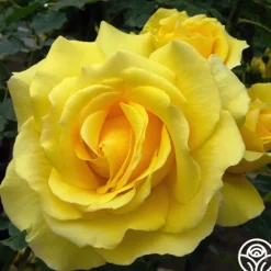 Heirloom Roses CL Gold Badge New