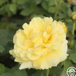 Heirloom Roses CL Gold Badge New