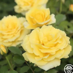 Heirloom Roses CL Gold Badge New