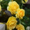Heirloom Roses CL Good Day Sunshine™ Discount