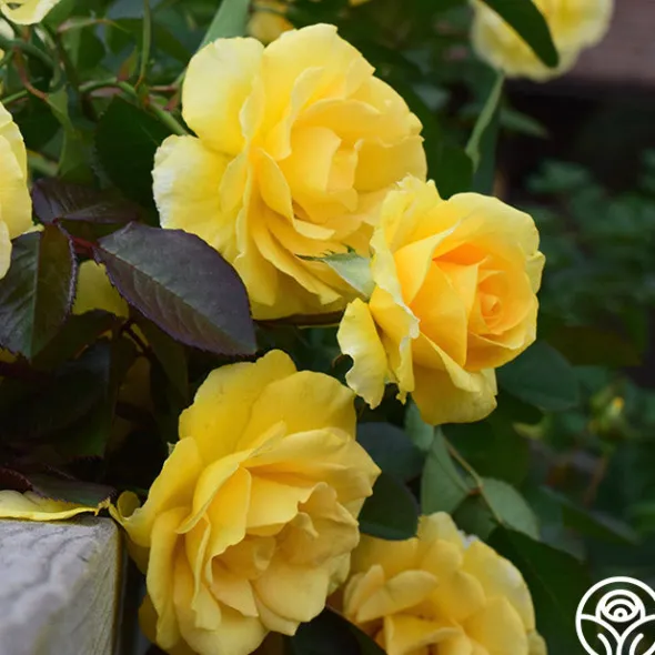 Heirloom Roses CL Good Day Sunshine™ Discount